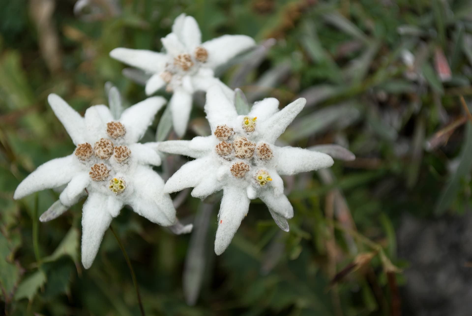 Close-up of three white, fuzzy Edelweiss flowers against dark green foliage in the Alps.