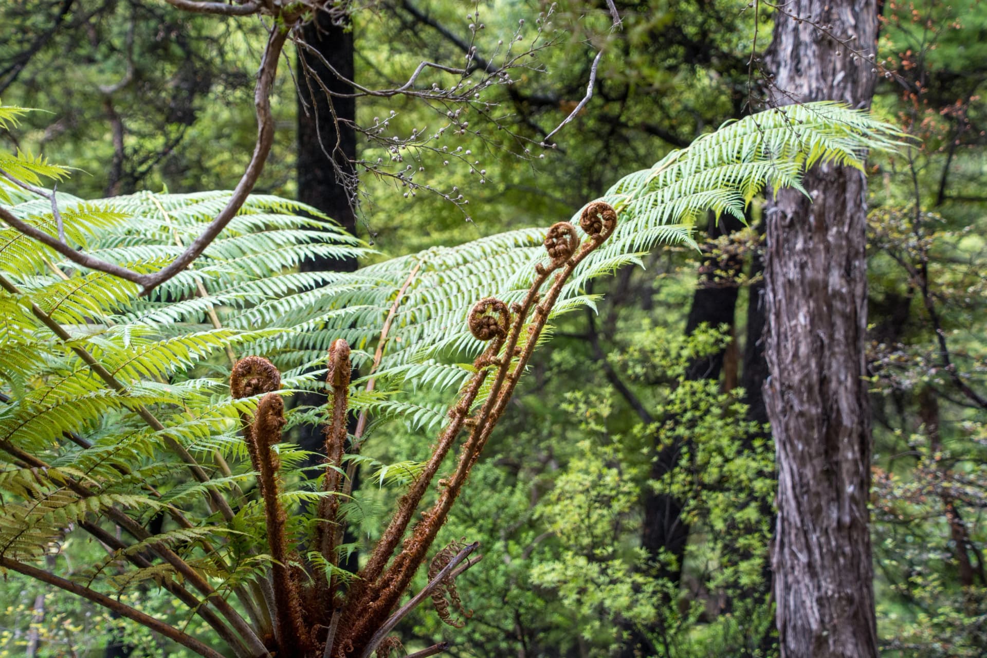 Native fern in forest in the Abel Tasman National Park, New Zealand