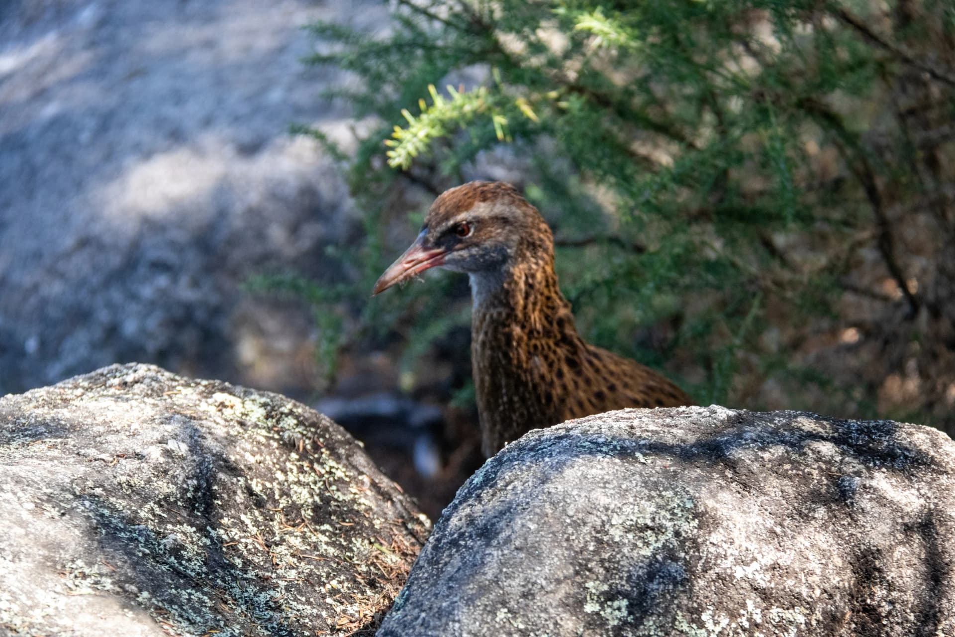 Weka, oiseau endémique du parc Abel Tasman, Nouvelle Zélande