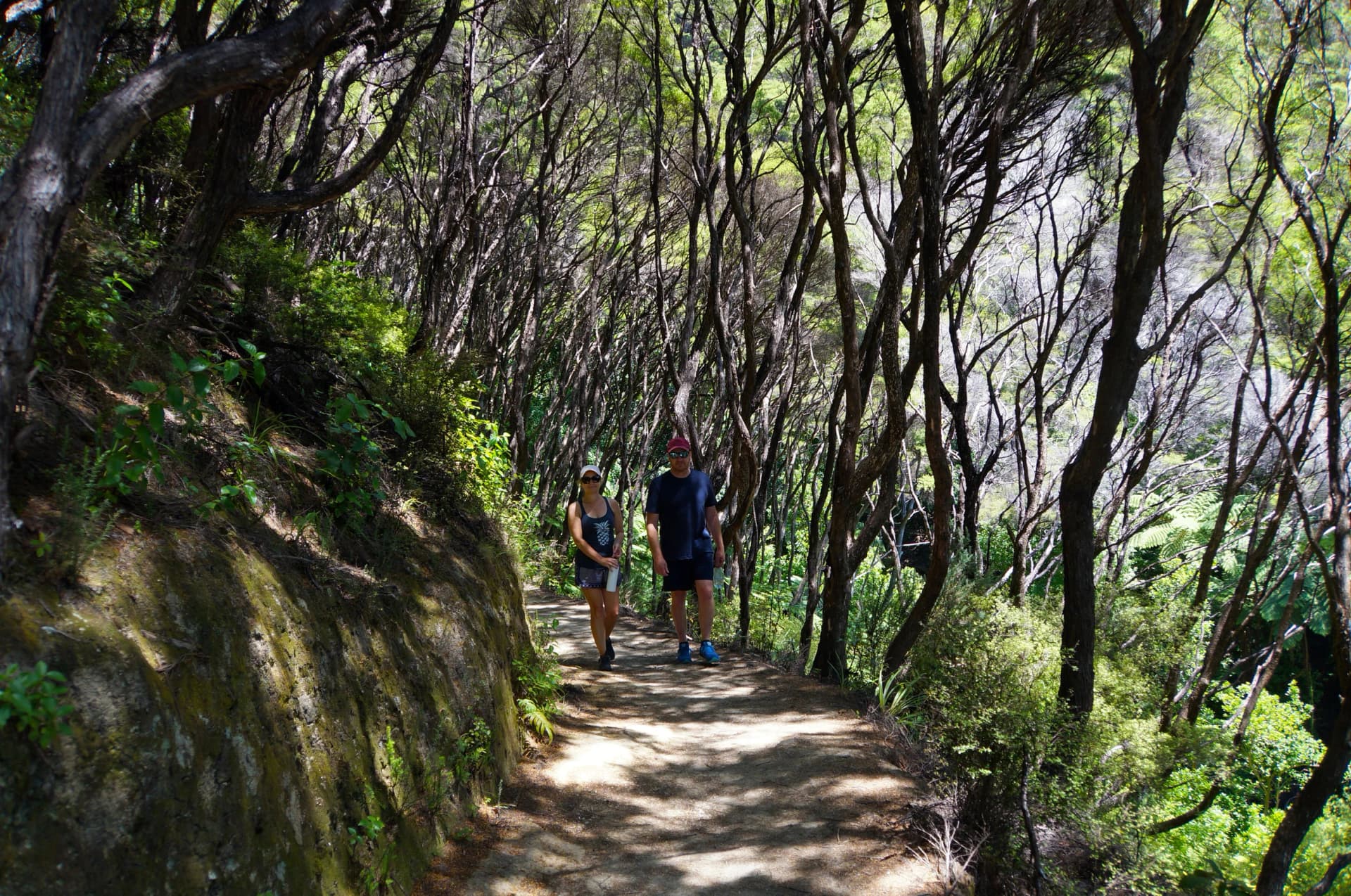 A European female and male walking through the native bush on the Abel Tasman National Park track, in summertime in New Zealand