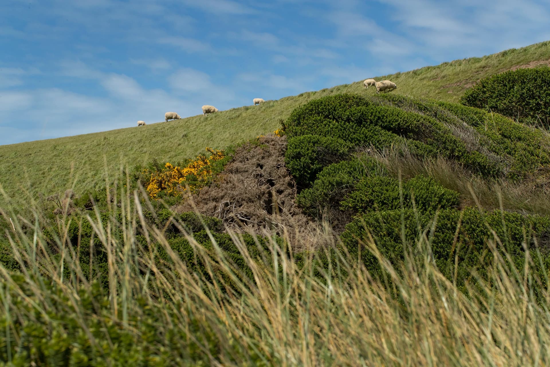 Orepuki. Te Waewae coast New Zealand. Sheep grazing on a hill.