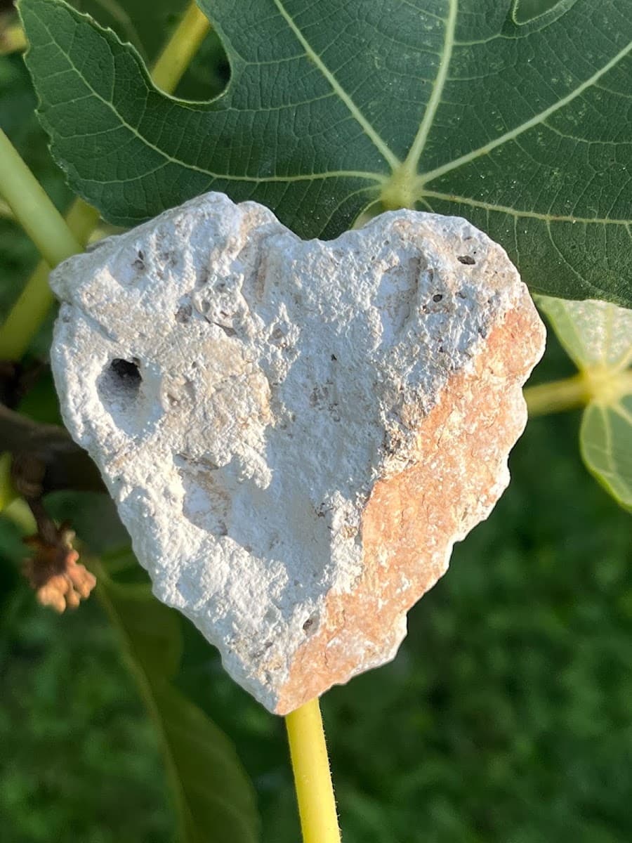 Heart-shaped stone resting on a green leaf and stem