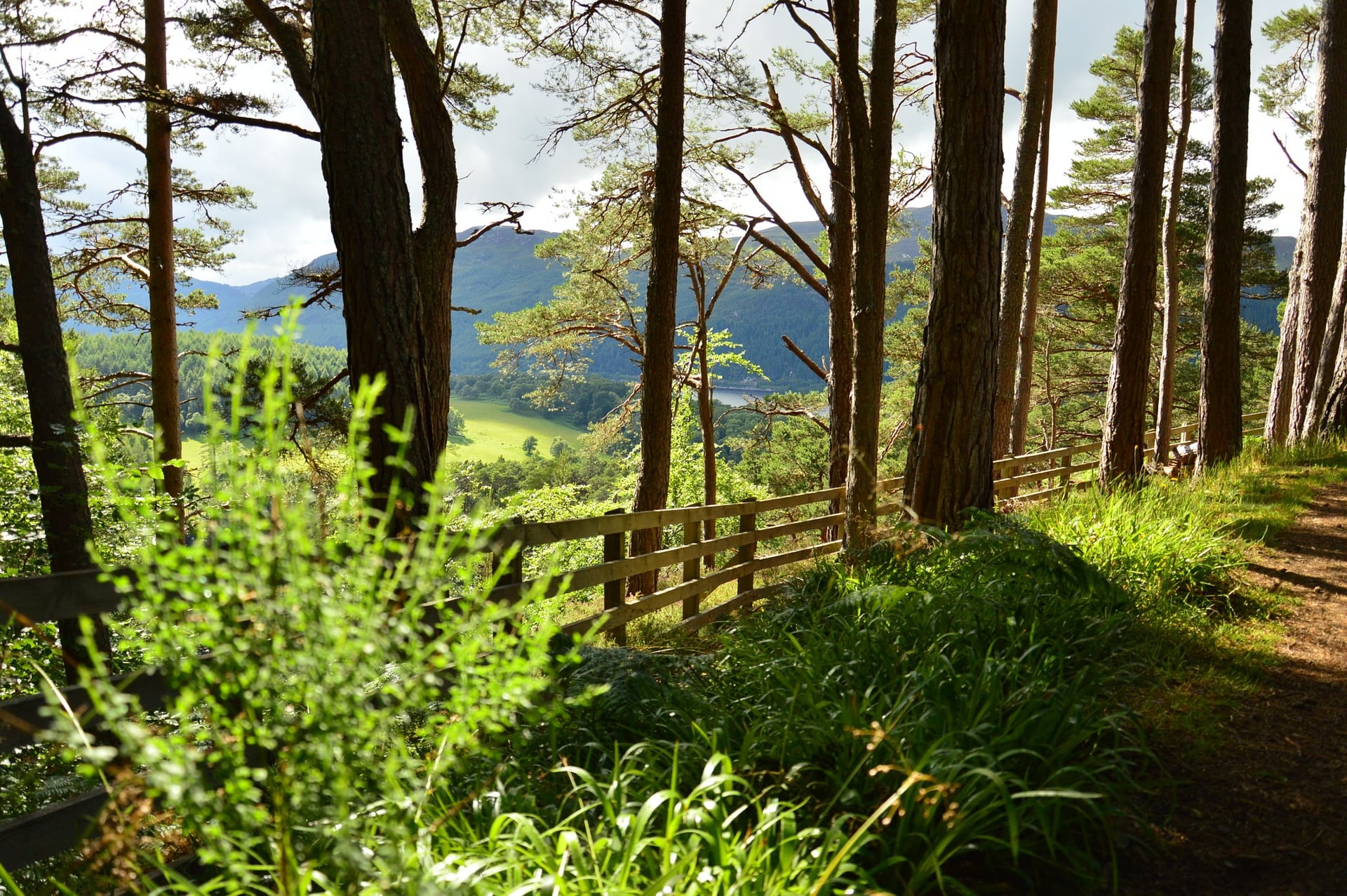 Pinos y helechos sobre Loch Ness, el tipo de terreno que prefieren las garrapatas a lo largo del glen