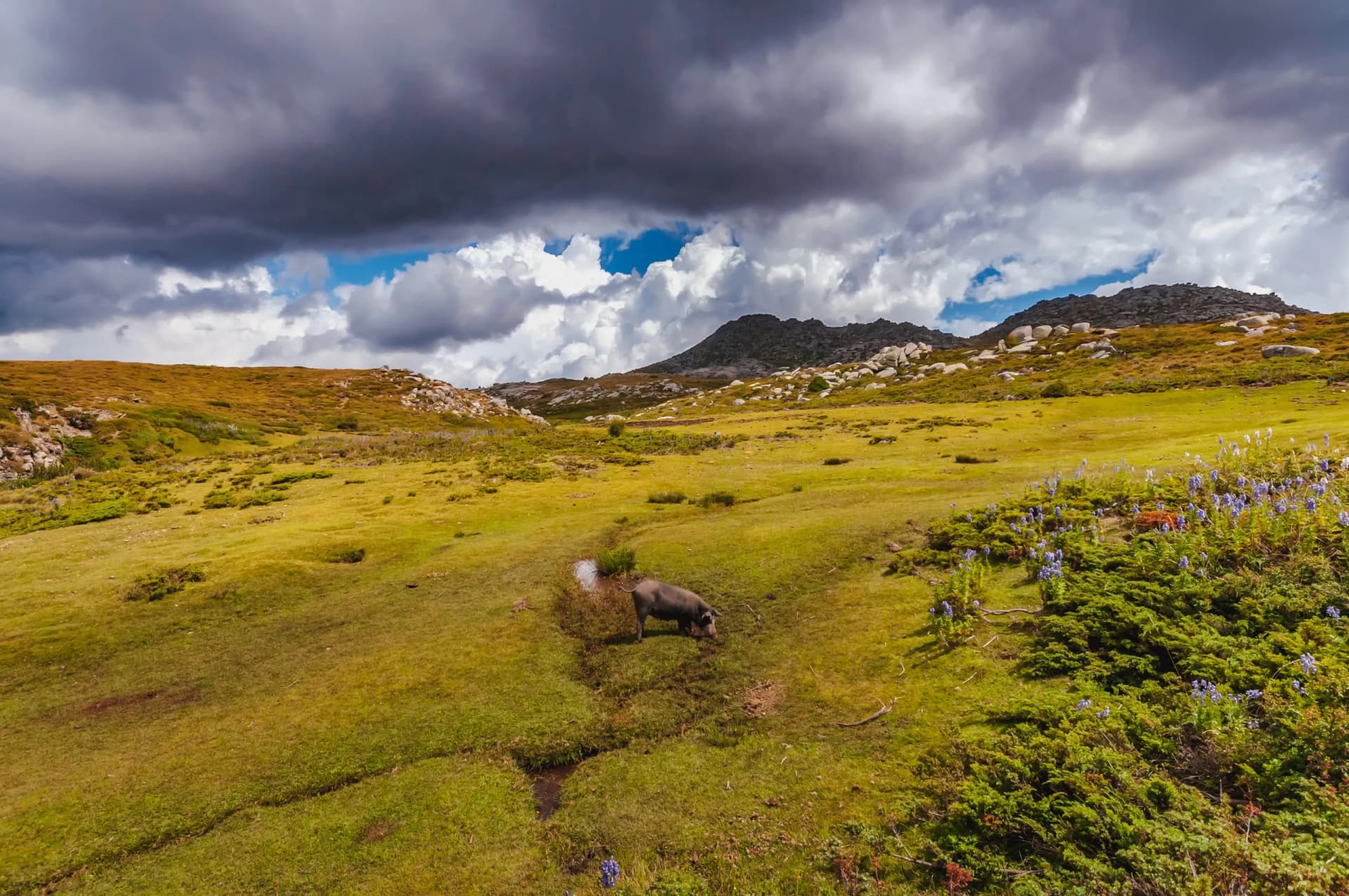Wild pig on the plateau of Coscione in Corsica