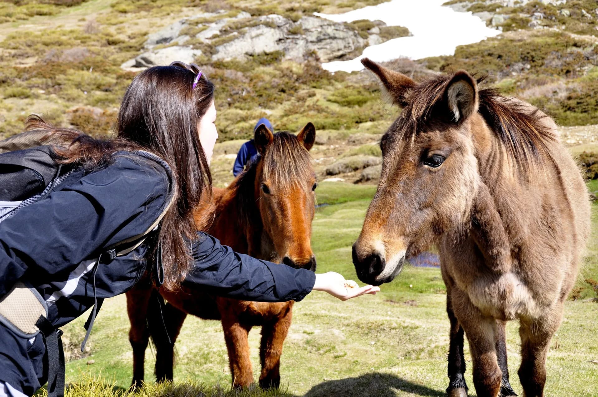 Chevaux, plateau de Coscione, Corse
