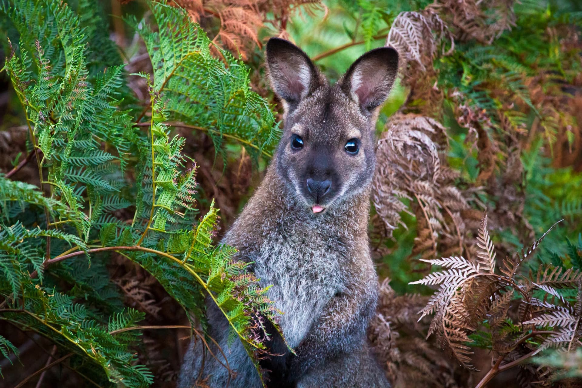 Bennetts wallaby among bracken ferns