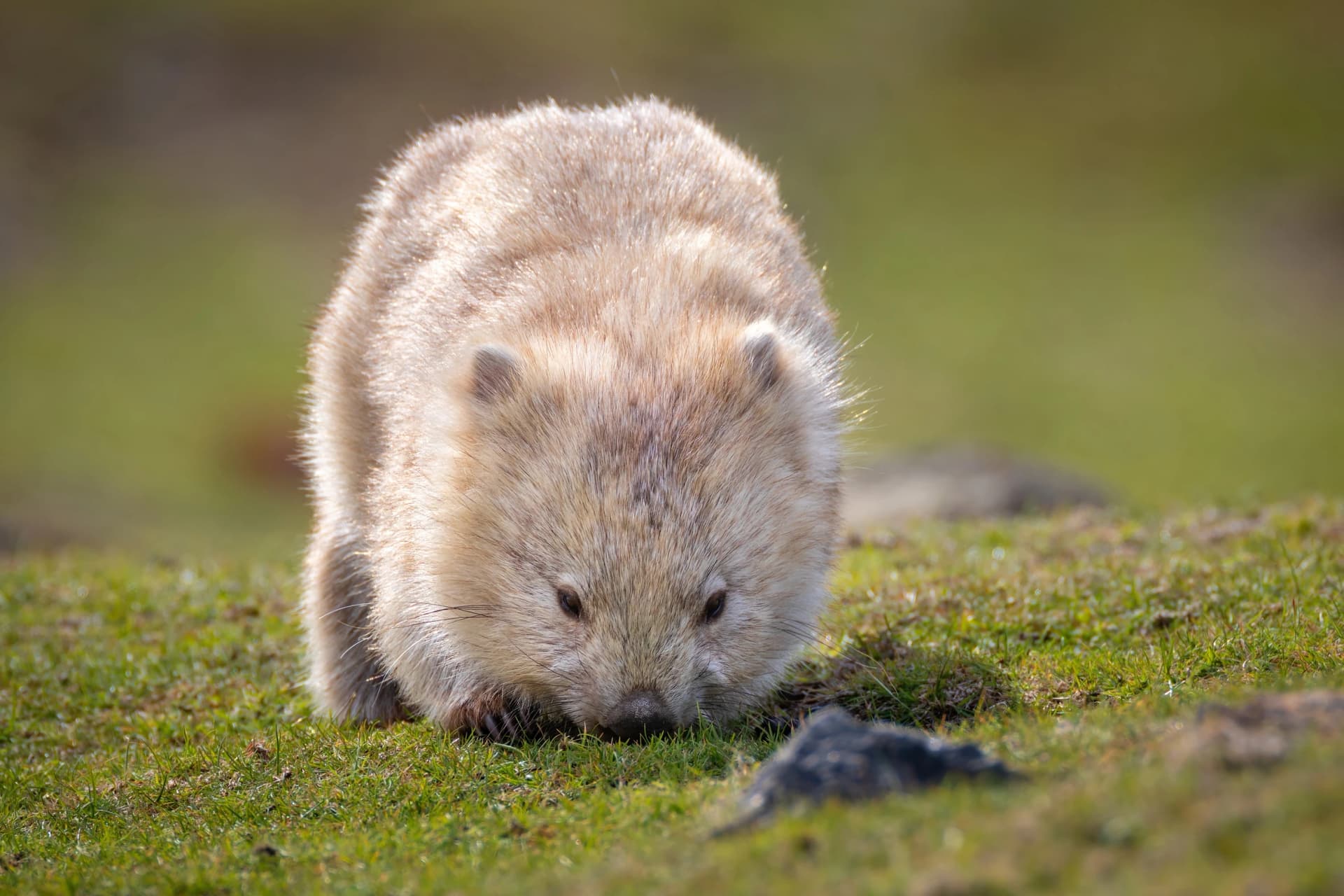 Wombat on Maria Island