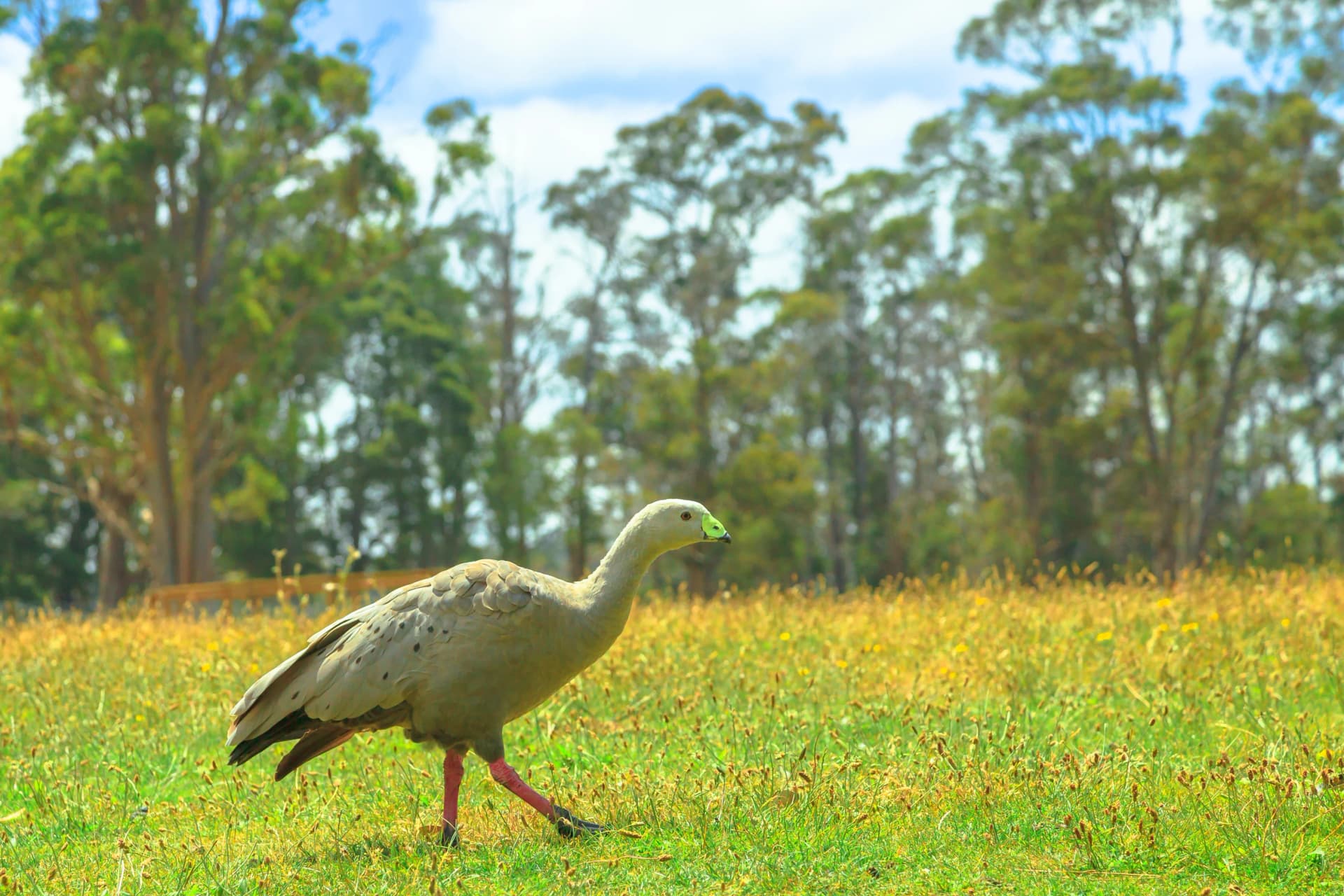 Cape Barren goose in Tasmania