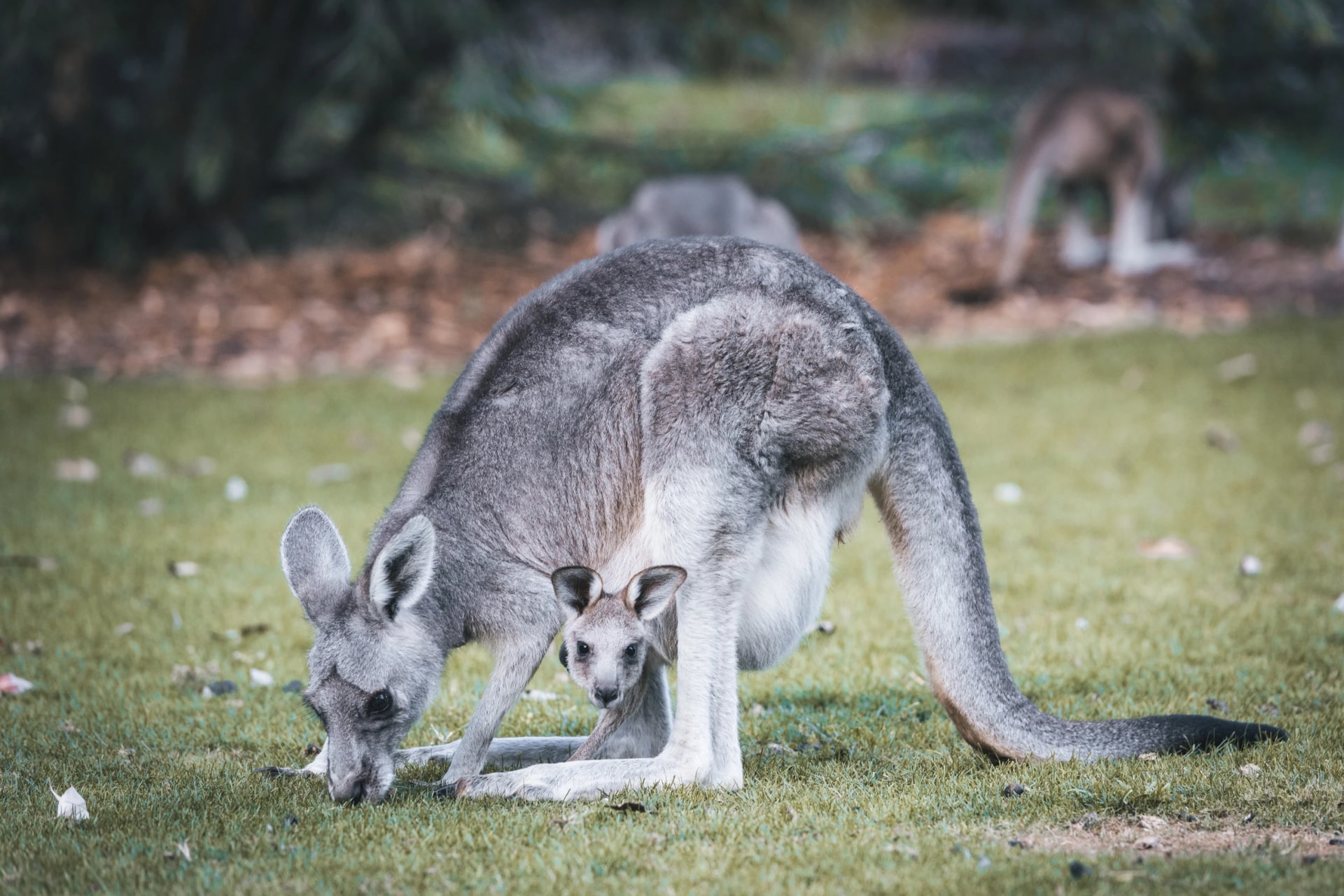 Kangaroo and joey in Halls Gap