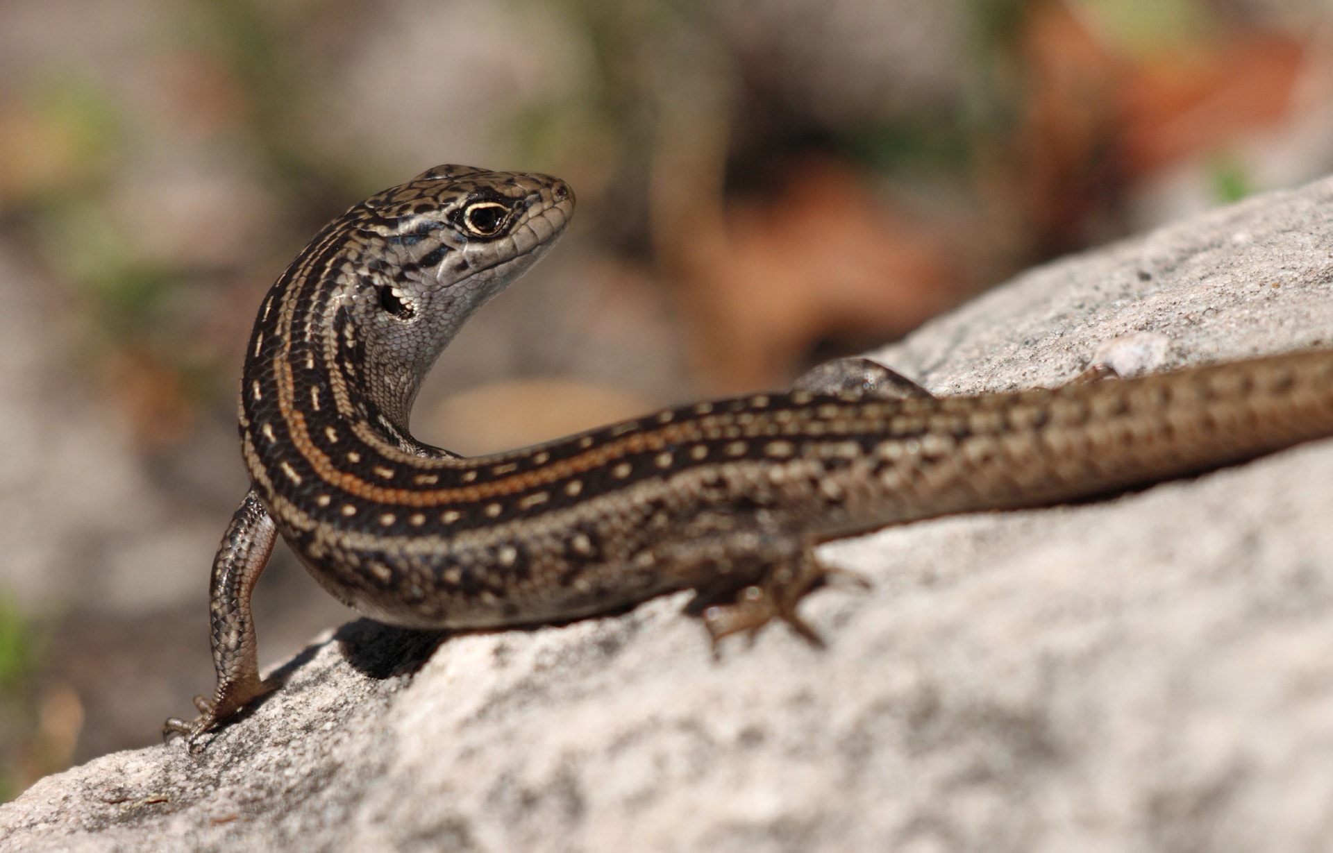 White's skink on the rocks of Mount Rosea