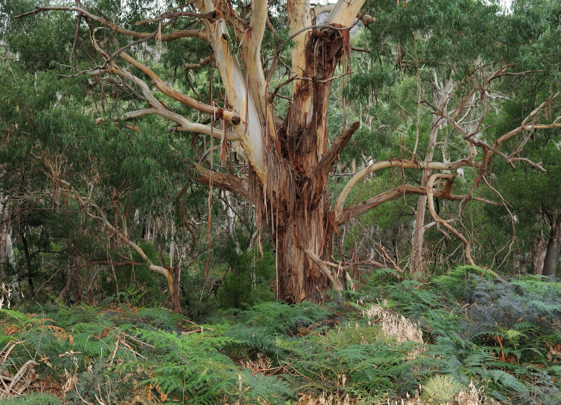 Old gum tree by Fyans Creek