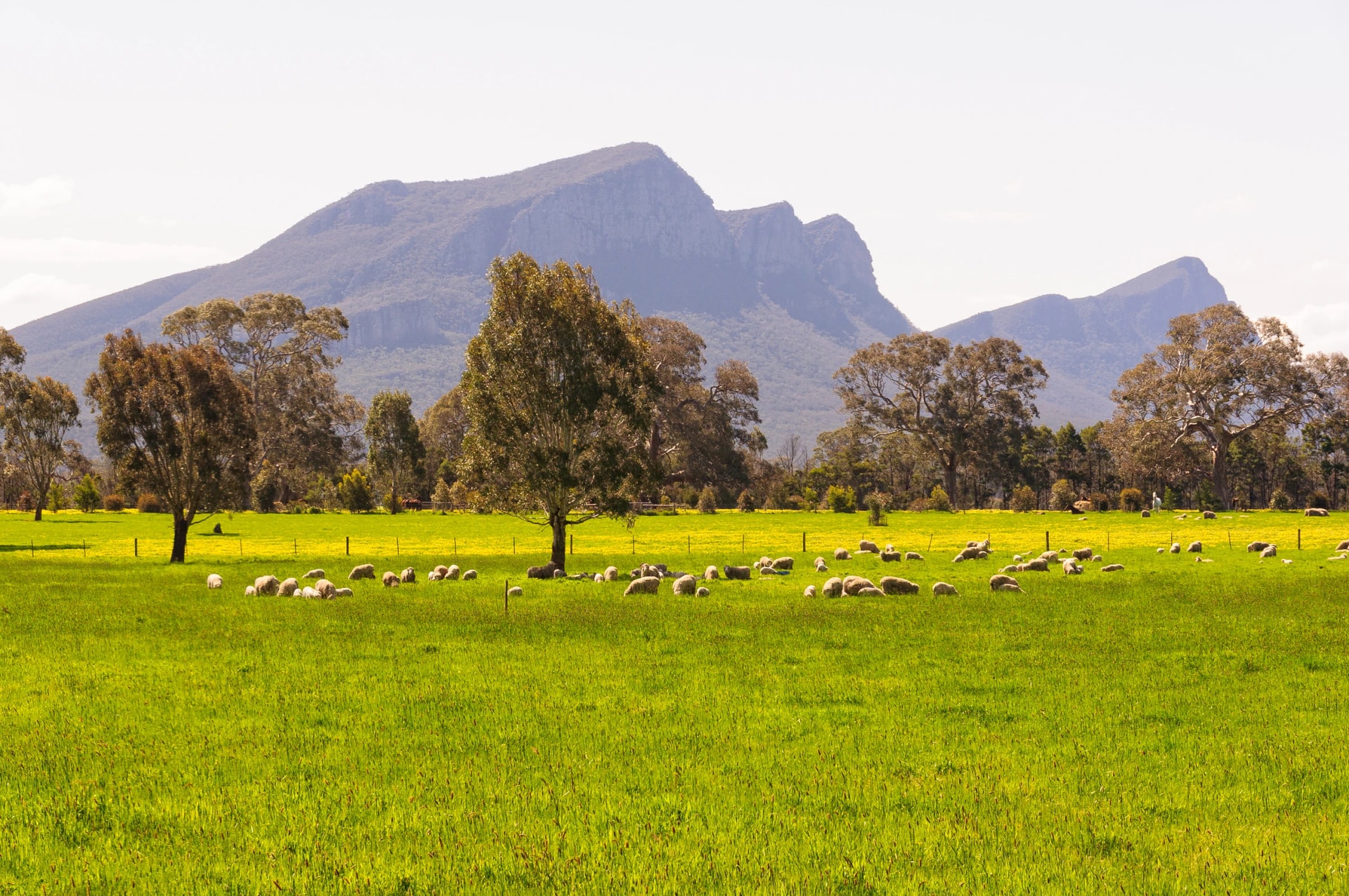 Sheep grazing below the ranges near Dunkeld