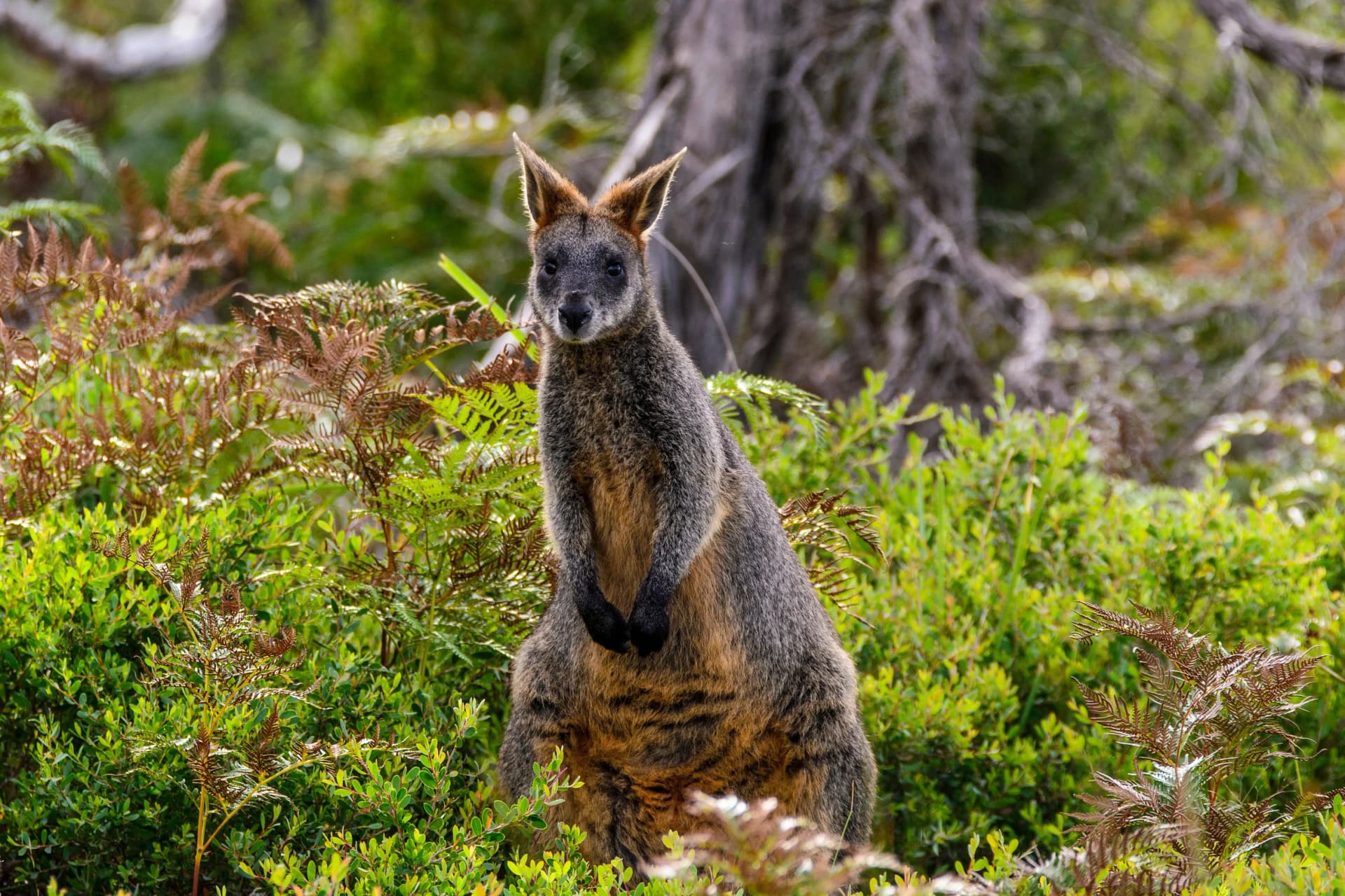 Wallaby in the Grampians bush