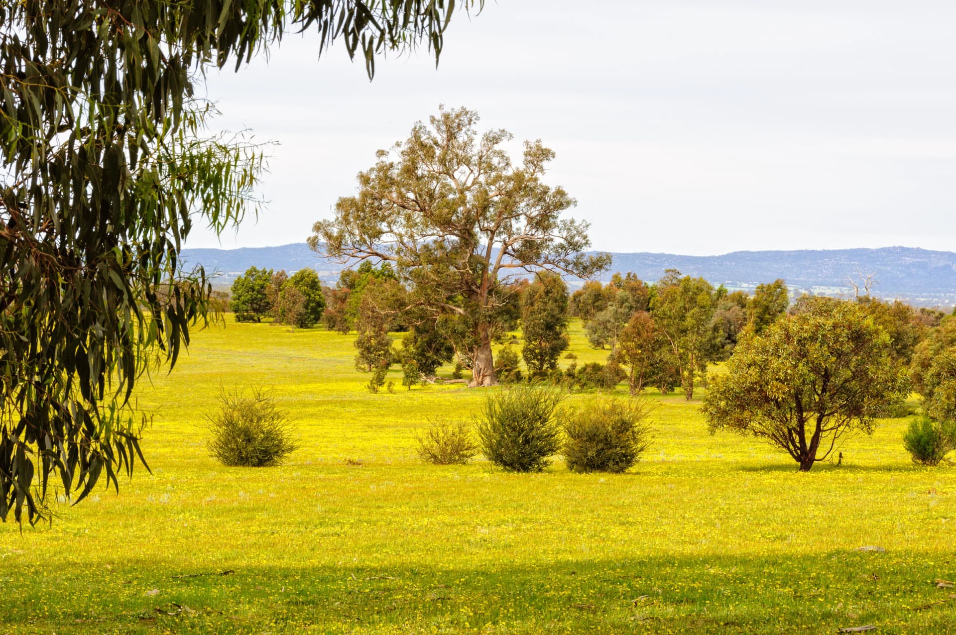 Spring wildflowers below the Grampians