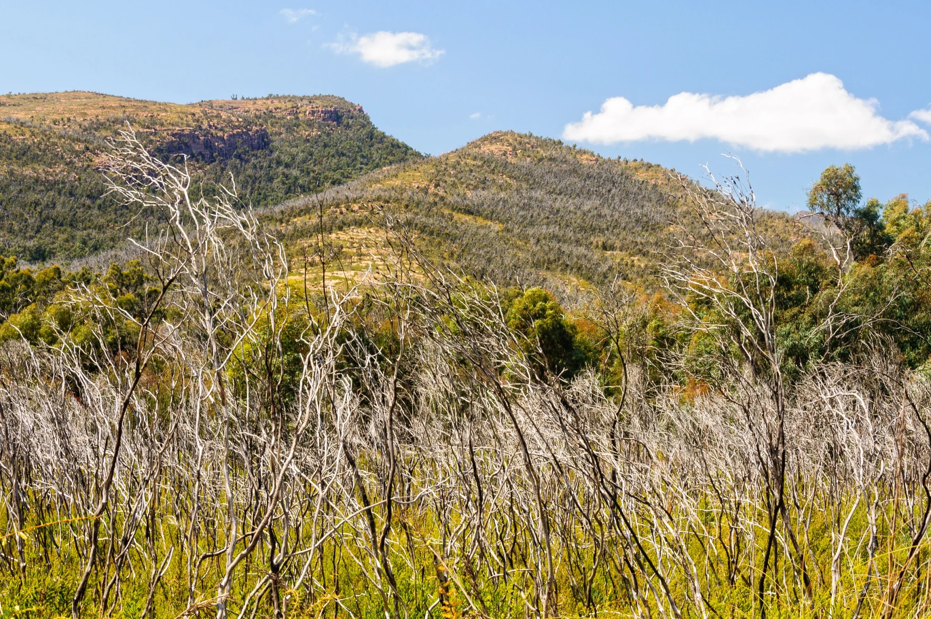 Heath below the Mount William Range