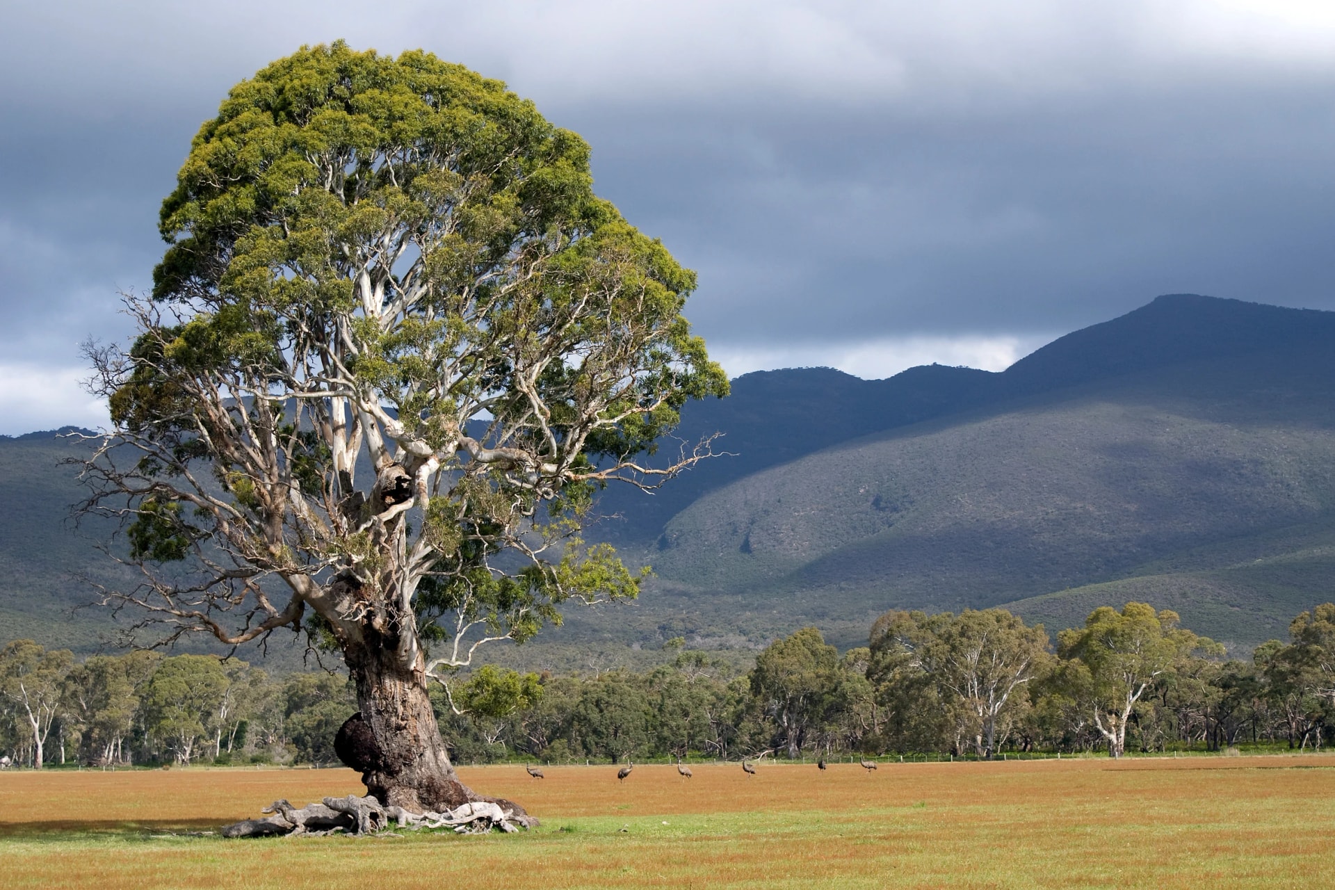 Old gum tree in the Victoria Valley