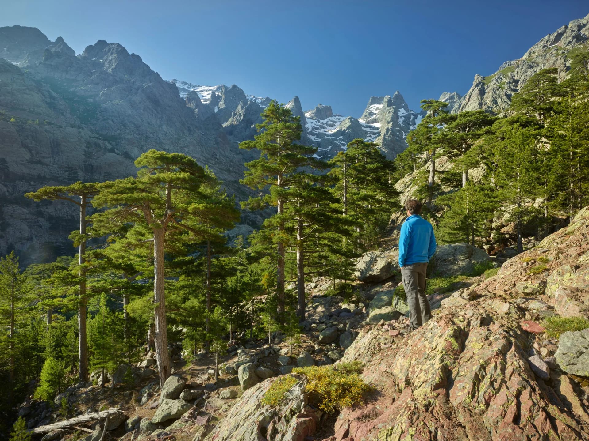 Hiker observing snow-capped mountains above pine forest in Monte Cinto, Haute Corse, Corsica, France.