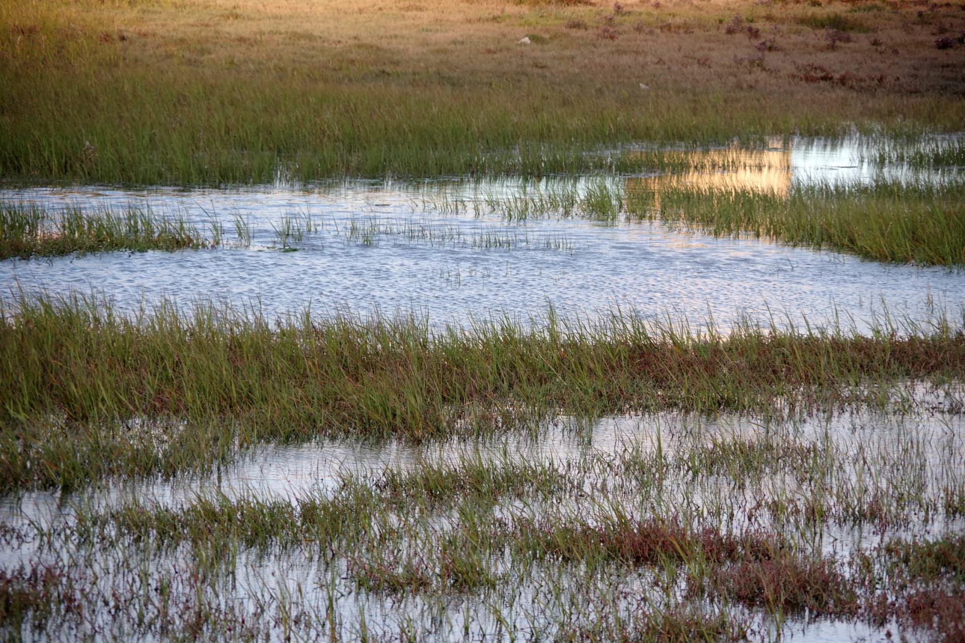 California coastal wetlands north of San Francisco at sundown