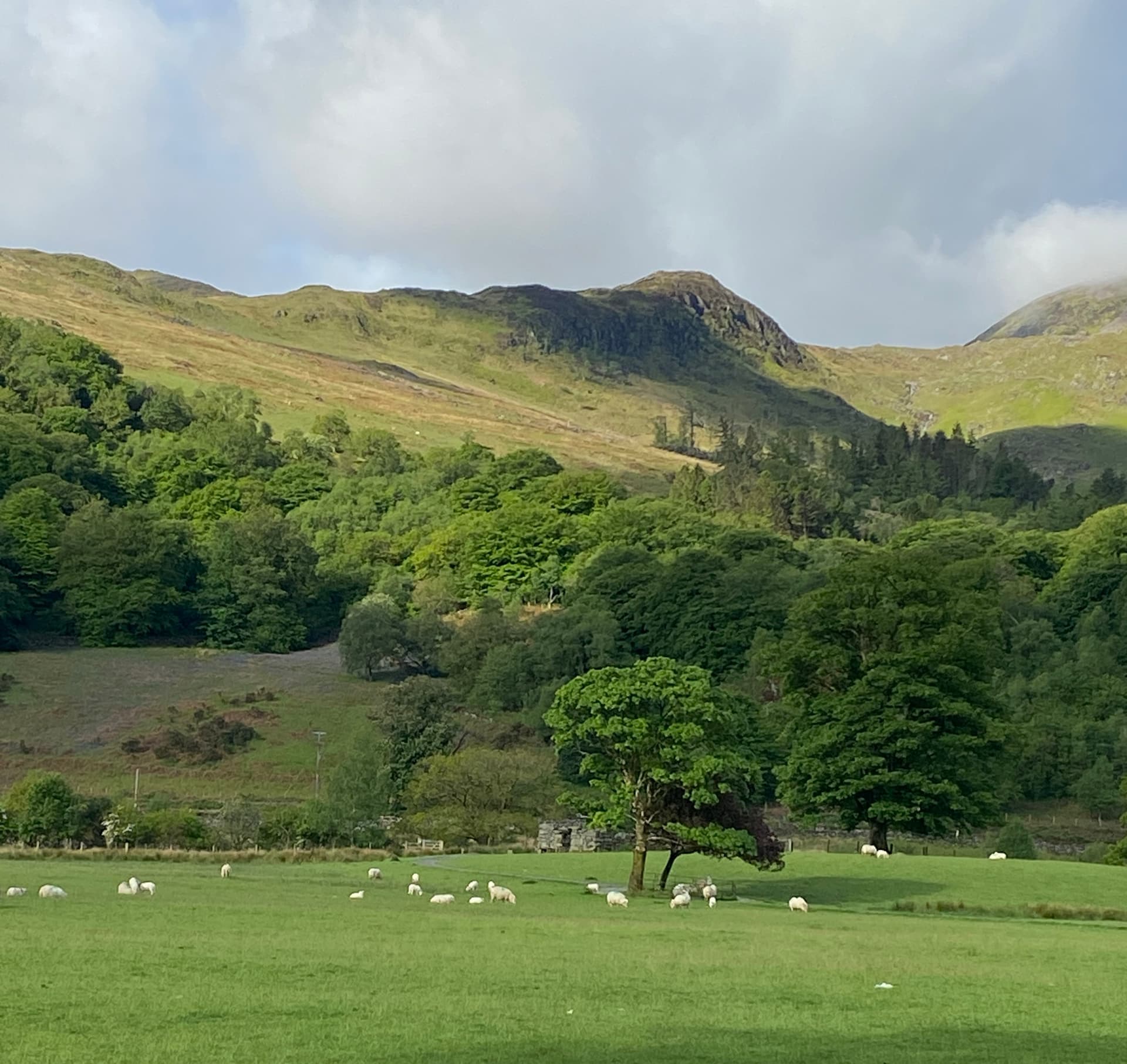 Sheep grazing in green valley with trees and rolling hills
