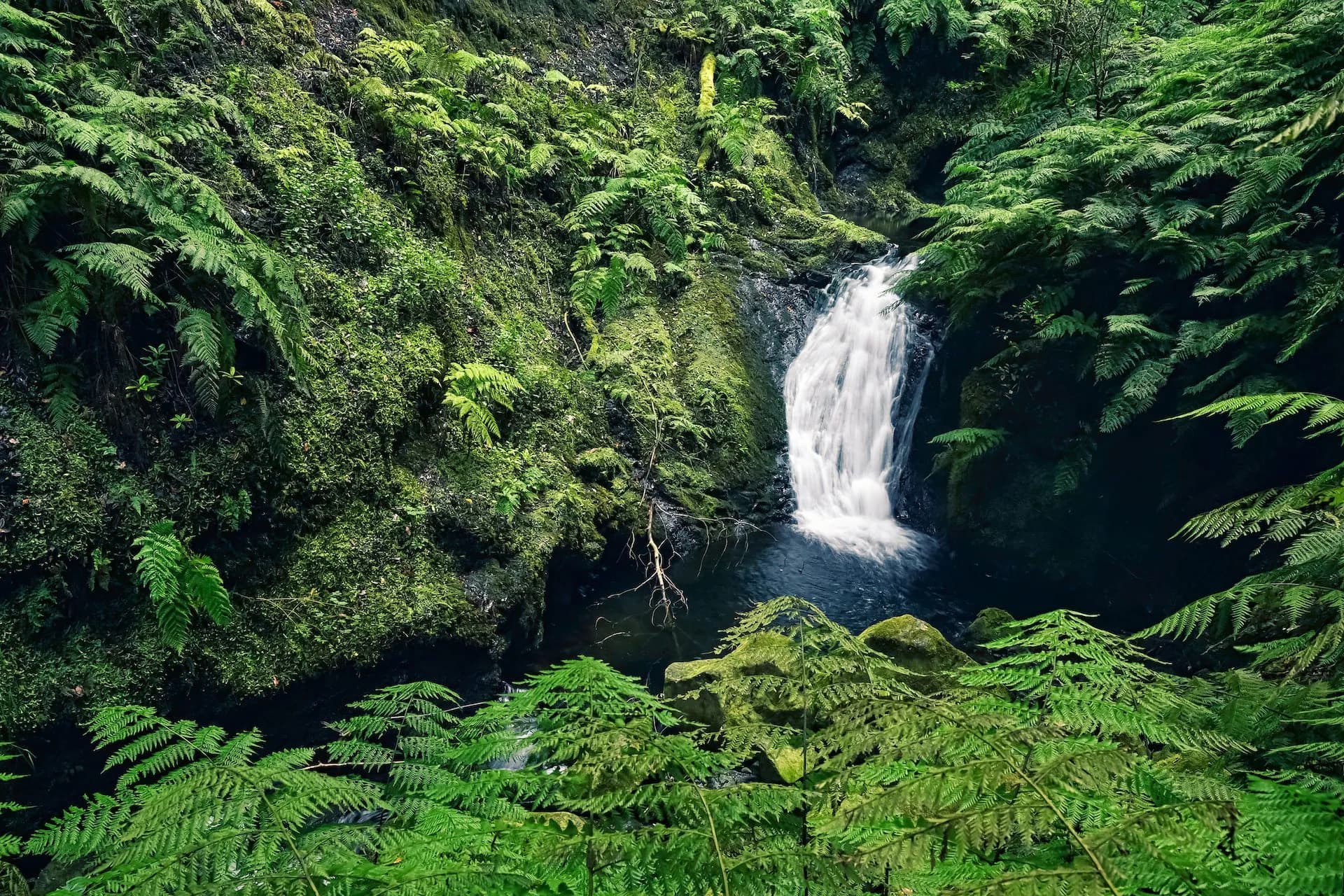 Small waterfall cascading into a dark pool surrounded by lush green ferns and mossy rocks on the Levada do Rei route.