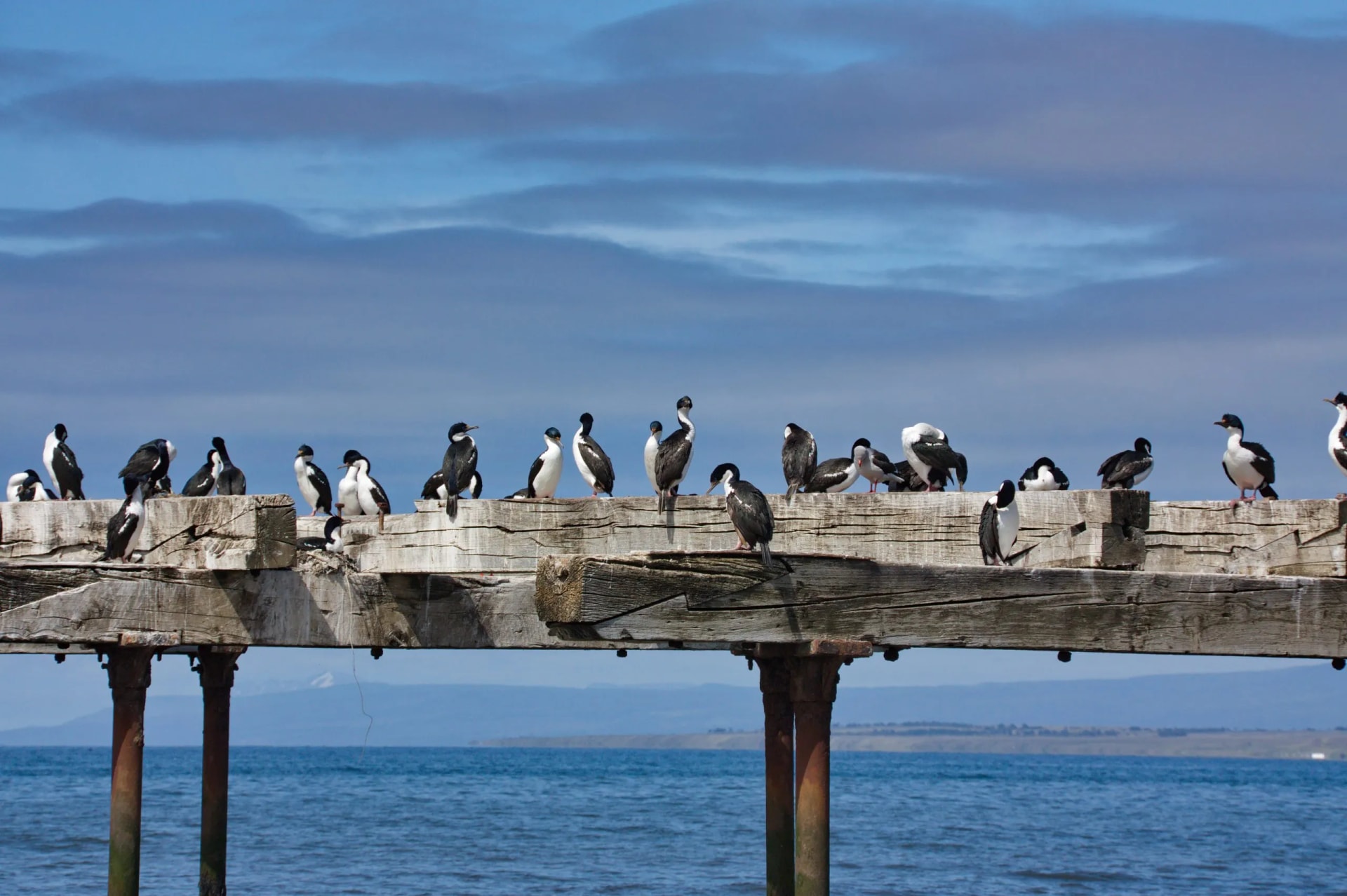 cormorants on an old pier against the background of the sky and the sea to Punta Arenas in Chile close up