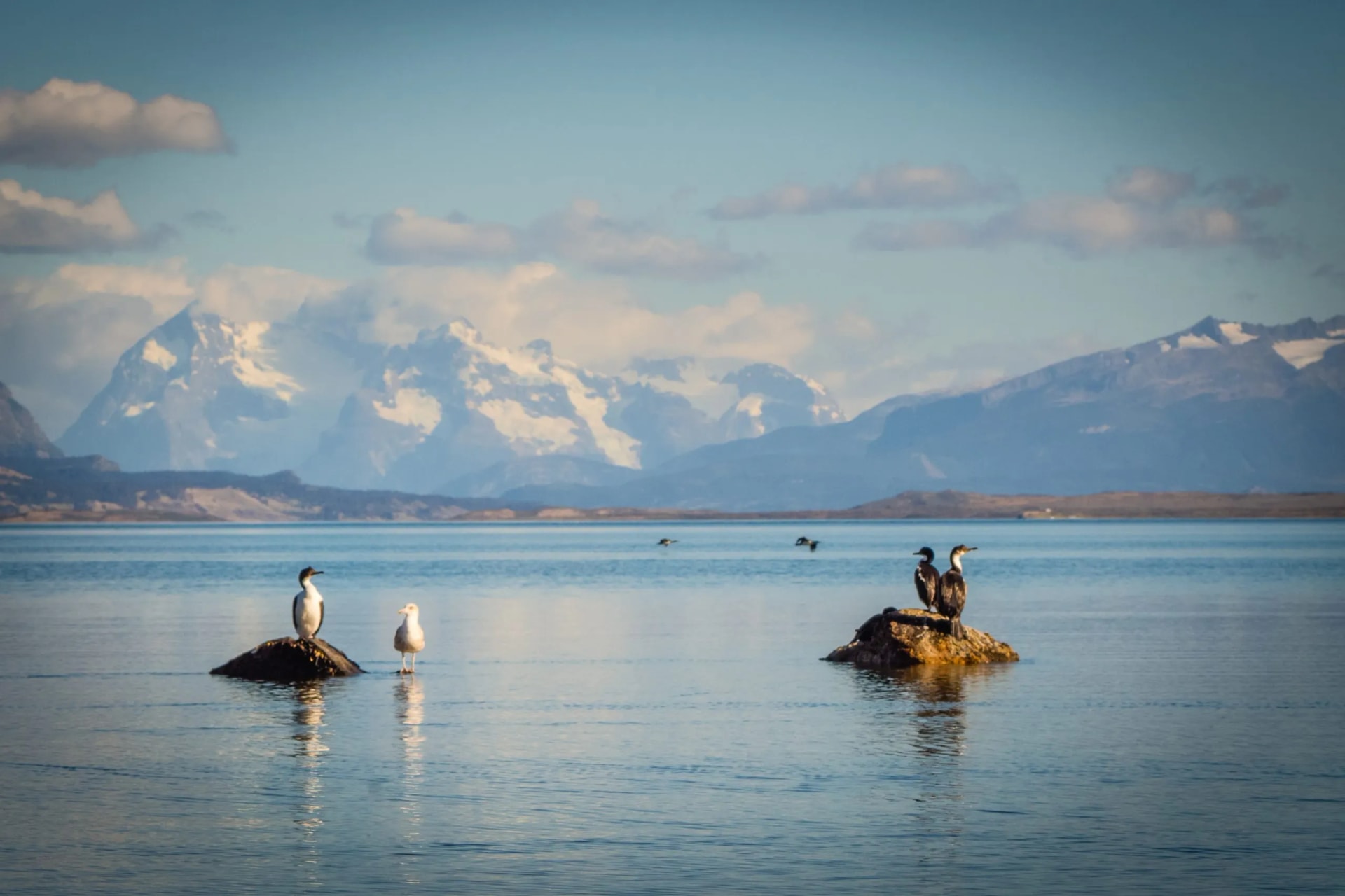 Birds resting on rocks in calm water with snow-capped mountains in the background