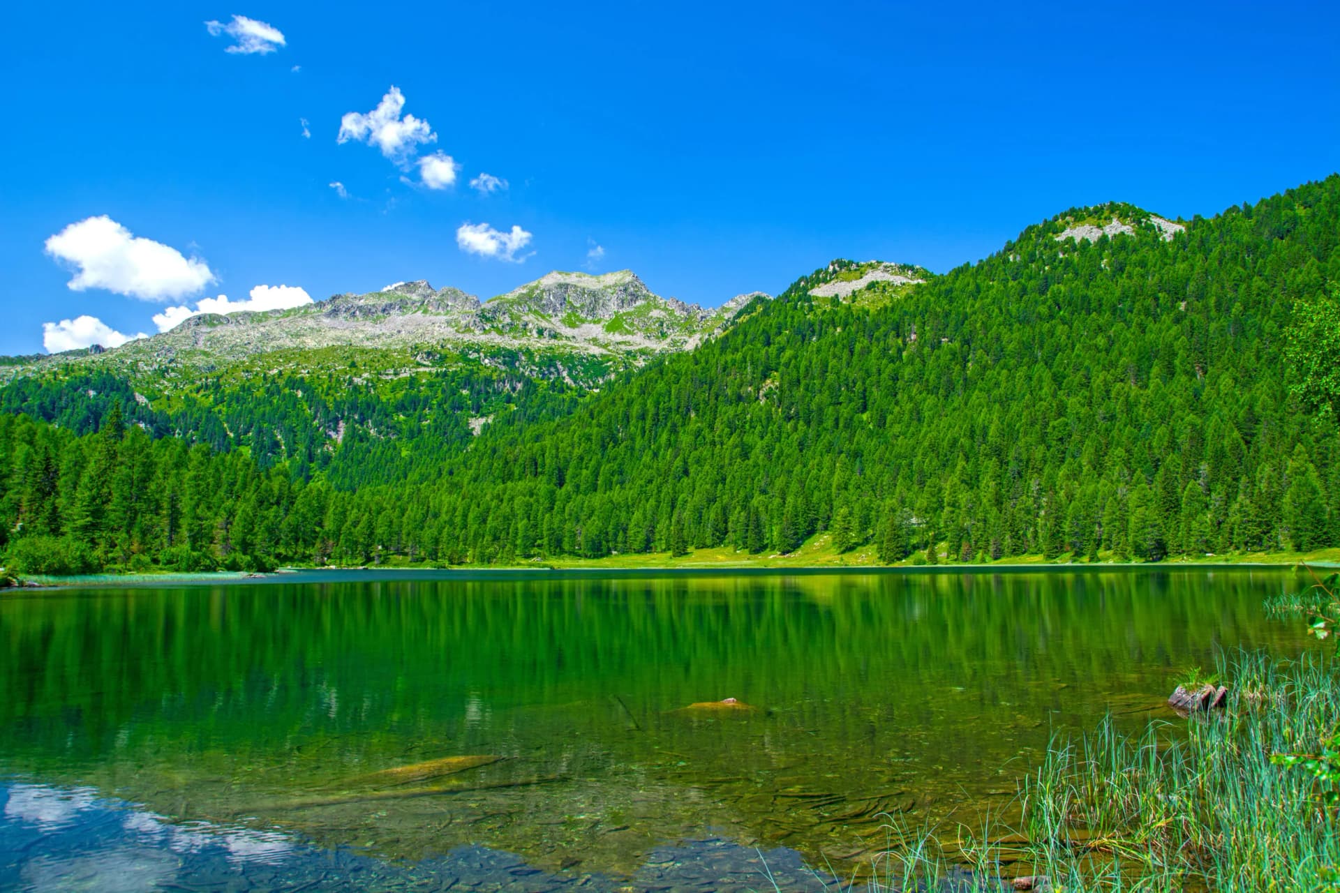Malghette Lake in Trentino province with clear green water, dense pine forest, and rocky mountains under blue sky.