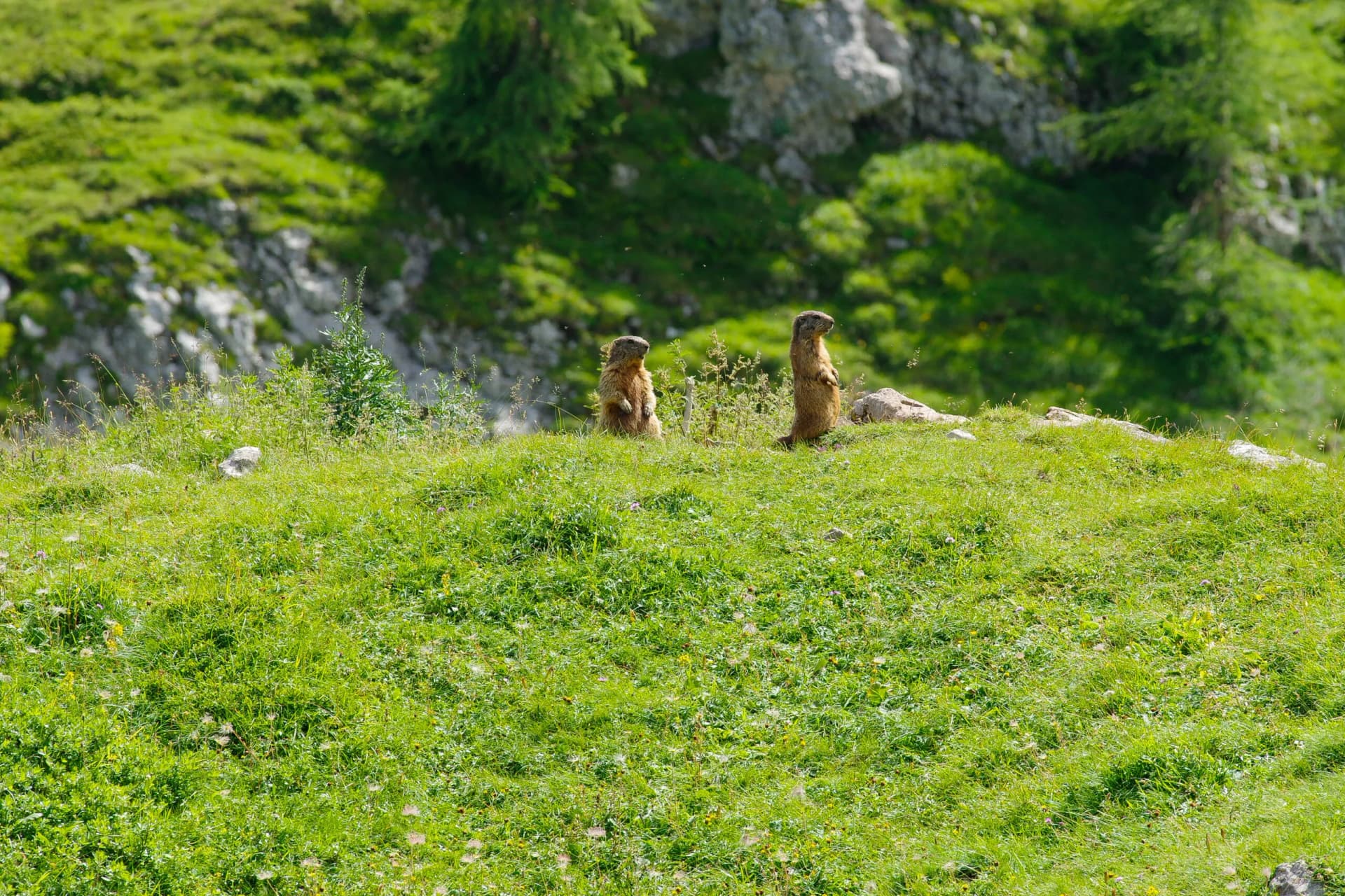 Two alpine marmots standing alert on a grassy slope below rocky, green mountainsides.