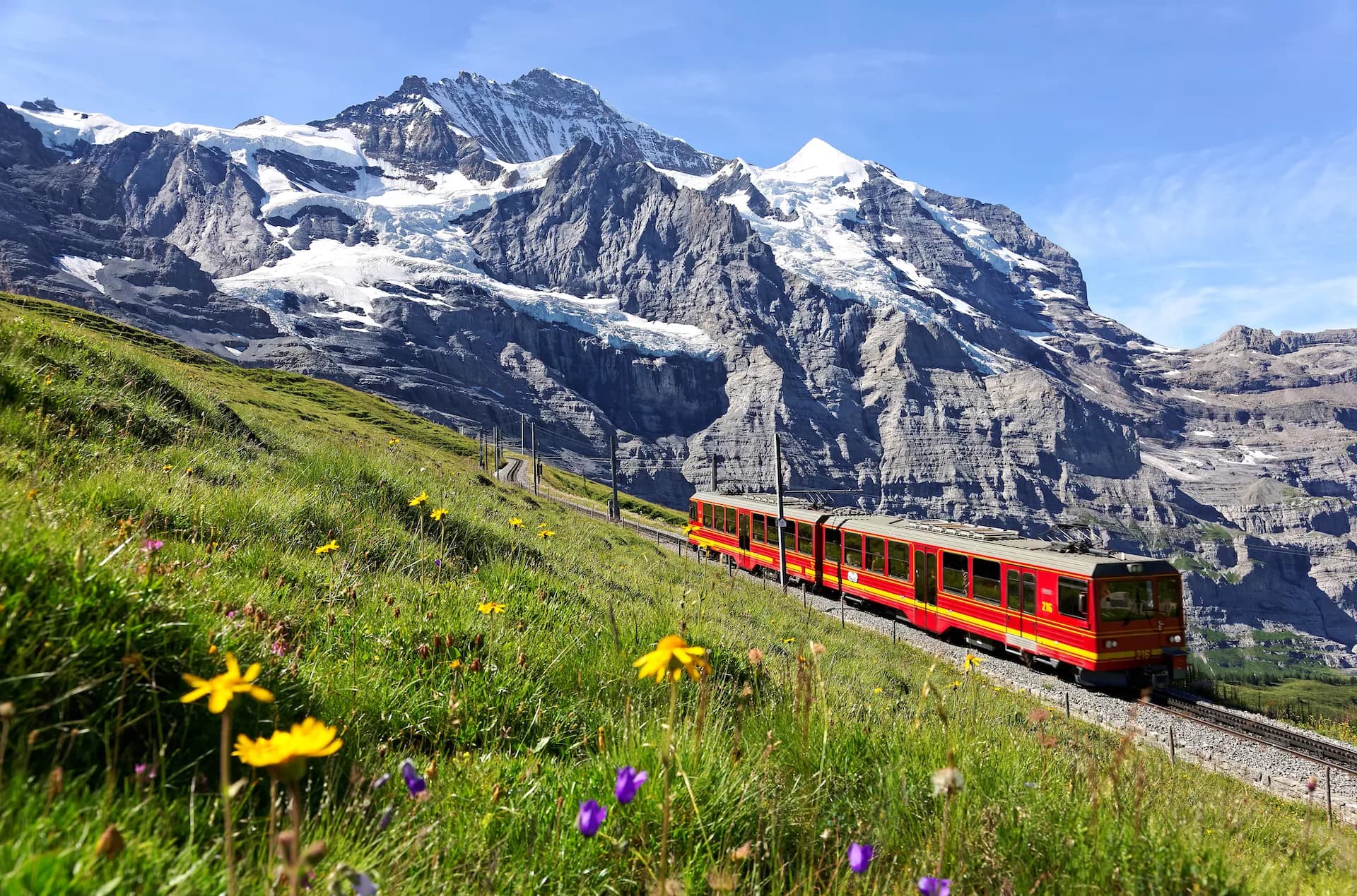 Red Jungfrau Railway train travels past wildflowers below snow-capped mountains from Jungfraujoch to Kleine Scheidegg.