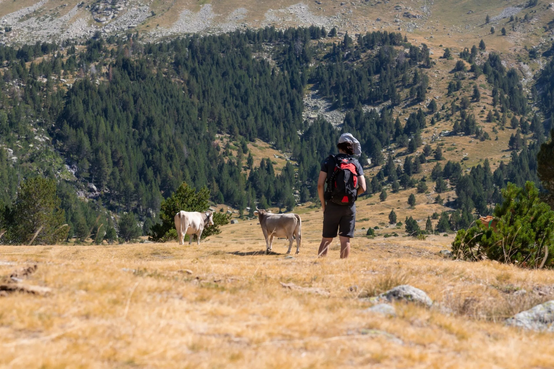 Joven senderista de ruta de montaña en una pradera con ganado en el parque nacional de aiguestortes en catalunya cerca de estany llong un dia de verano