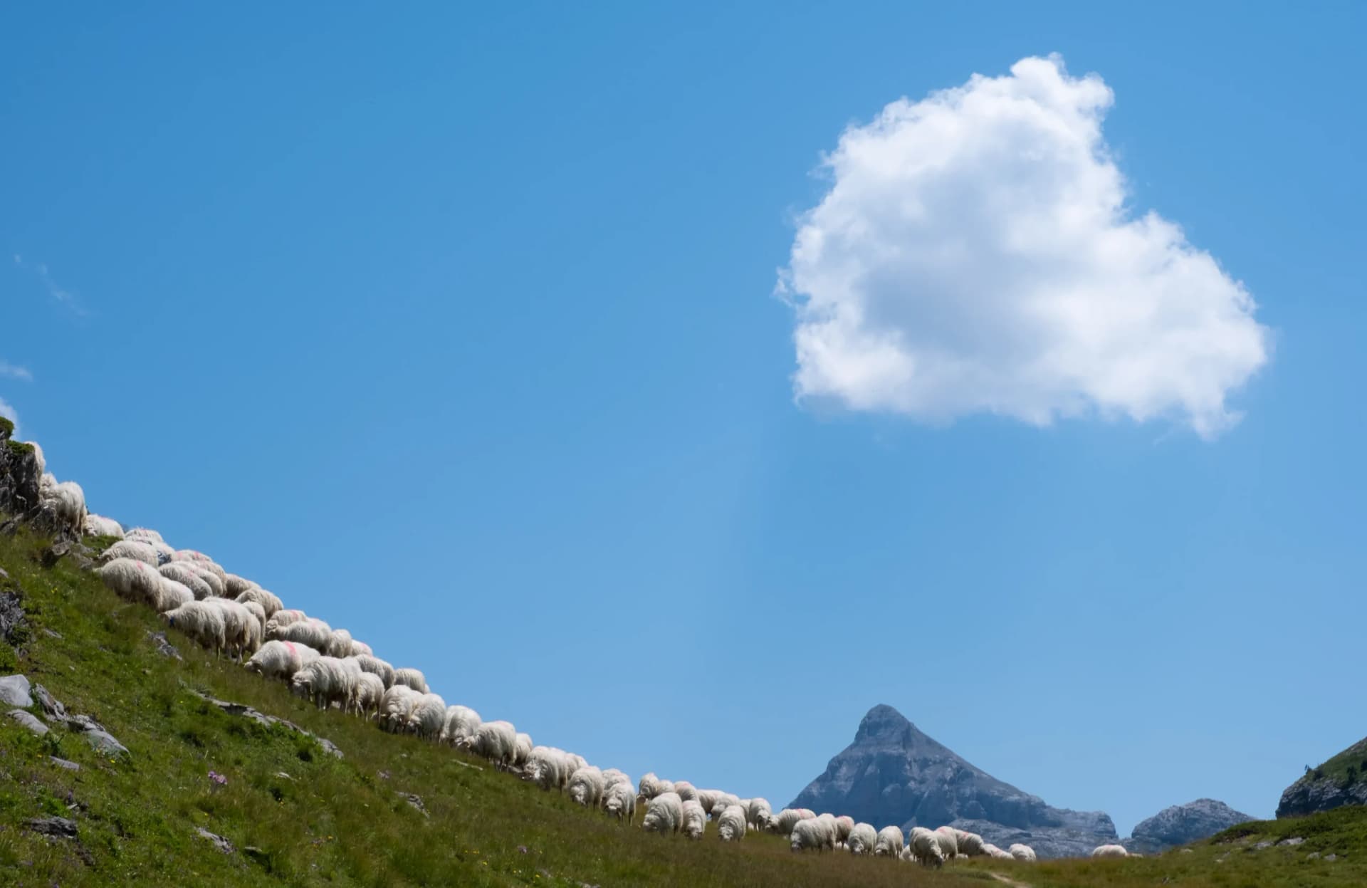 Herd of goats in the Contienda with the Anie mountain in the background, between Navarre and France.